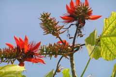 Erythrina variegata var. orientalis